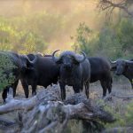 buffalo heard masai mara scaled