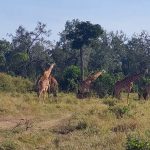 giraffes