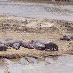 hippos on river masai mara scaled