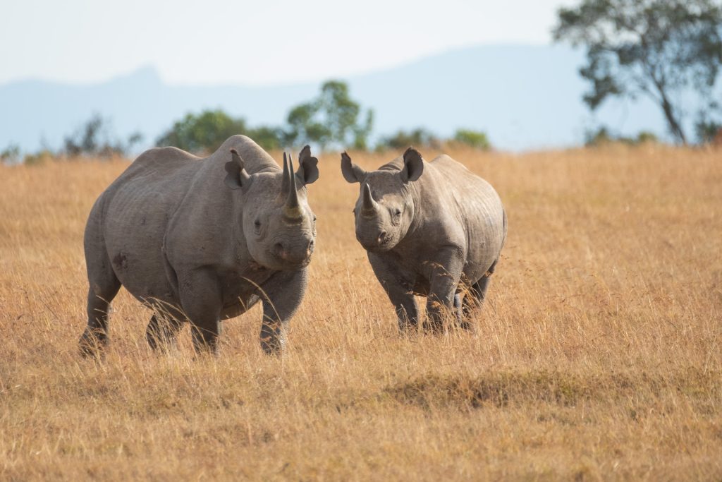 rhino sanctuary