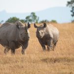 rhino sanctuary