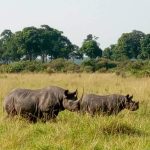 rhinos masai mara