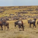 wilder beasts masai mara scaled